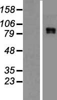 CLCN4 / CLC-4 Protein - Western validation with an anti-DDK antibody * L: Control HEK293 lysate R: Over-expression lysate
