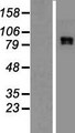 CLCN4 / CLC-4 Protein - Western validation with an anti-DDK antibody * L: Control HEK293 lysate R: Over-expression lysate
