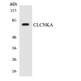 CLCNKA Antibody - Western blot analysis of the lysates from HepG2 cells using CLCNKA antibody.