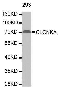 CLCNKA Antibody - Western blot analysis of extracts of 293 cell line, using CLCNKA antibody.