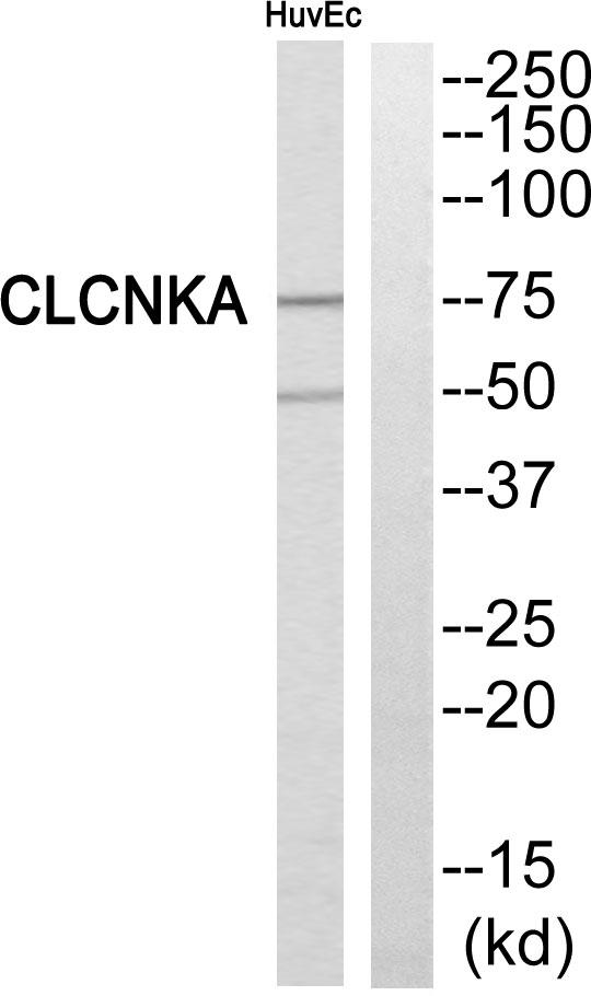 CLCNKA Antibody - Western blot analysis of extracts from HuvEc cells, using CLCNKA antibody.
