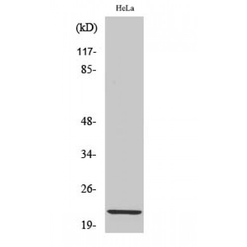 CLDN1 / Claudin 1 Antibody - Western blot of Claudin-1 antibody
