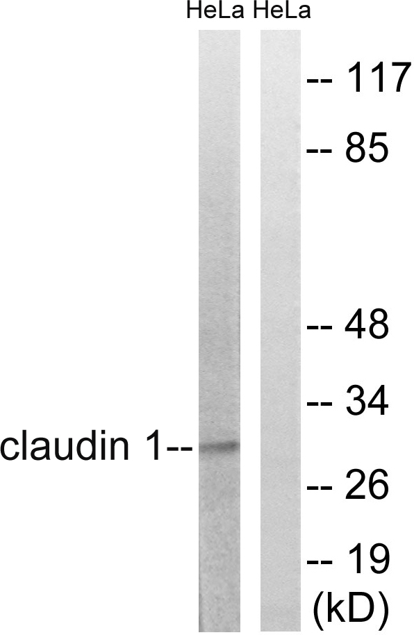 CLDN1 / Claudin 1 Antibody - Western blot analysis of lysates from HeLa cells, treated with Hu 2nM 24h, using Claudin 1 Antibody. The lane on the right is blocked with the synthesized peptide.