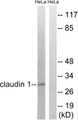 CLDN1 / Claudin 1 Antibody - Western blot analysis of lysates from HeLa cells, treated with Hu 2nM 24h, using Claudin 1 Antibody. The lane on the right is blocked with the synthesized peptide.
