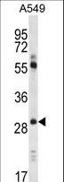 CLDN1 / Claudin 1 Antibody - CLDN1 Antibody (Loop1) western blot of A549 cell line lysates (35 ug/lane). The CLDN1 antibody detected the CLDN1 protein (arrow).