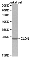 CLDN1 / Claudin 1 Antibody - Western blot of extracts of Jurkat cell lines, using CLDN1 antibody.