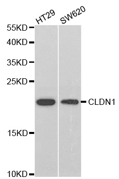 CLDN1 / Claudin 1 Antibody - Western blot analysis of extracts of various cell lines.