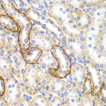 CLDN1 / Claudin 1 Antibody - Immunohistochemistry of paraffin-embedded rat kidney tissue.