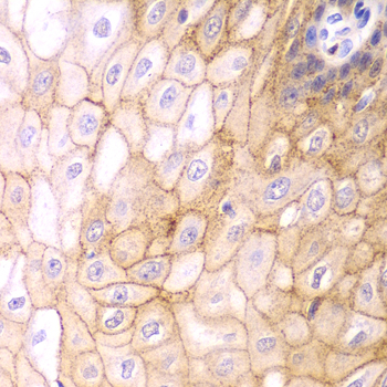 CLDN1 / Claudin 1 Antibody - Immunohistochemistry of paraffin-embedded human esophageal tissue.