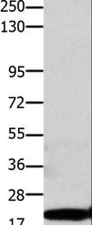 CLDN1 / Claudin 1 Antibody - Western blot analysis of HeLa cell, using CLDN1 Polyclonal Antibody at dilution of 1:1100.
