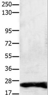 CLDN1 / Claudin 1 Antibody - Western blot analysis of HeLa cell, using CLDN1 Polyclonal Antibody at dilution of 1:1900.