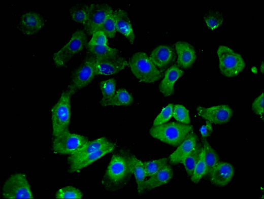 CLDN10 / Claudin 10 Antibody - Immunofluorescent analysis of HepG2 cells using CLDN10 Antibody at a dilution of 1:100 and Alexa Fluor 488-congugated AffiniPure Goat Anti-Rabbit IgG(H+L)