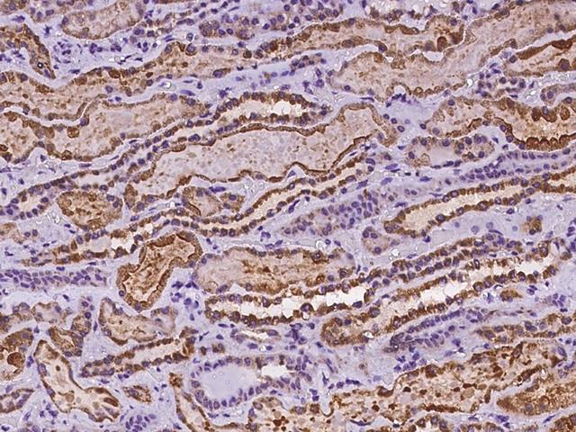 CLDN10 / Claudin 10 Antibody - Immunochemical staining of human CLDN10 in human kidney with rabbit polyclonal antibody at 1:100 dilution, formalin-fixed paraffin embedded sections.