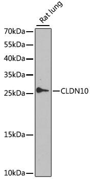 CLDN10 / Claudin 10 Antibody - Western blot analysis of extracts of rat lung using CLDN10 Polyclonal Antibody at dilution of 1:1000.
