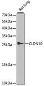 CLDN10 / Claudin 10 Antibody - Western blot analysis of extracts of rat lung using CLDN10 Polyclonal Antibody at dilution of 1:1000.