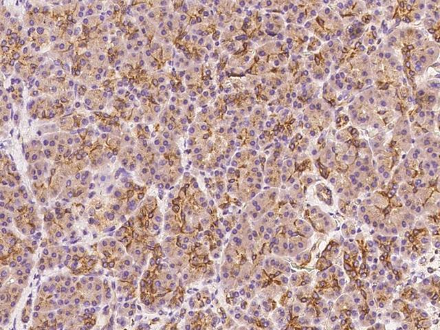 CLDN10 / Claudin 10 Antibody - Immunochemical staining of human CLDN10 in human pancreas with rabbit polyclonal antibody at 1:200 dilution, formalin-fixed paraffin embedded sections.