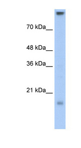 CLDN11 / Claudin 11 Antibody - CLDN11 / Claudin 11 antibody Western blot of Transfected 293T cell lysate. This image was taken for the unconjugated form of this product. Other forms have not been tested.
