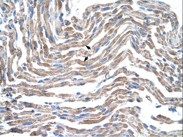 CLDN11 / Claudin 11 Antibody - Human Muscle.  This image was taken for the unconjugated form of this product. Other forms have not been tested.