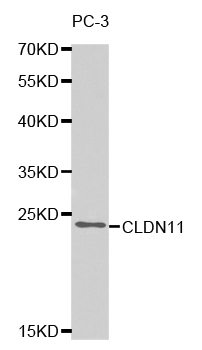 CLDN11 / Claudin 11 Antibody - Western blot analysis of extracts of PC-3 cell line, using CLDN11 antibody.