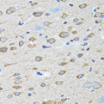 CLDN11 / Claudin 11 Antibody - Immunohistochemistry of paraffin-embedded rat brain tissue.