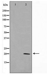 CLDN11 / Claudin 11 Antibody - Western blot of mouse brain cell lysate using Claudin 11 Antibody