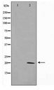 CLDN11 / Claudin 11 Antibody - Western blot of mouse brain cell lysate using Claudin 11 Antibody