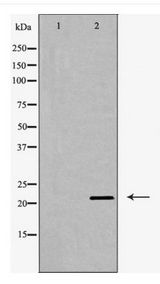 CLDN11 / Claudin 11 Antibody - Western blot of Claudin 11 expression in Mouse brain extract