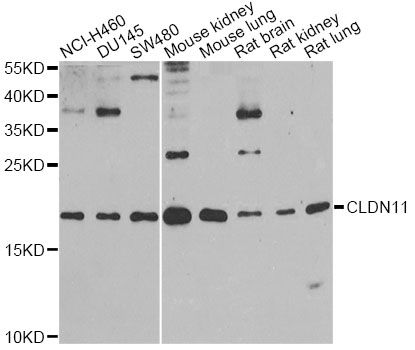 CLDN11 / Claudin 11 Antibody - Western blot analysis of extracts of various cell lines, using CLDN11 antibody at 1:1000 dilution. The secondary antibody used was an HRP Goat Anti-Rabbit IgG (H+L) at 1:10000 dilution. Lysates were loaded 25ug per lane and 3% nonfat dry milk in TBST was used for blocking. An ECL Kit was used for detection and the exposure time was 90s.