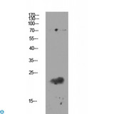 CLDN11 / Claudin 11 Antibody - Western blot analysis of mouse-kidney lysate, antibody was diluted at 1000. Secondary antibody was diluted at 1:20000.