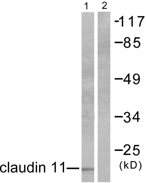 CLDN11 / Claudin 11 Antibody - Western blot analysis of extracts from mouse brain, using Claudin 11 antibody.