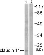 CLDN11 / Claudin 11 Antibody - Western blot analysis of extracts from mouse brain, using Claudin 11 antibody.