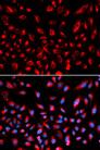 CLDN11 / Claudin 11 Antibody - Immunofluorescence analysis of U2OS cells using CLDN11 Polyclonal Antibody.