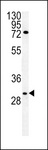 CLDN12 / Claudin 12 Antibody - CLDN12 Antibody western blot of 293 cell line lysates (35 ug/lane). The CLDN12 antibody detected the CLDN12 protein (arrow).