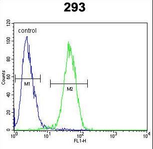 CLDN12 / Claudin 12 Antibody - CLDN12 Antibody flow cytometry of 293 cells (right histogram) compared to a negative control cell (left histogram). FITC-conjugated goat-anti-rabbit secondary antibodies were used for the analysis.