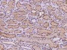 CLDN12 / Claudin 12 Antibody - Immunochemical staining of human CLDN12 in human kidney with rabbit polyclonal antibody at 1:100 dilution, formalin-fixed paraffin embedded sections.
