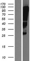 CLDN12 / Claudin 12 Protein - Western validation with an anti-DDK antibody * L: Control HEK293 lysate R: Over-expression lysate