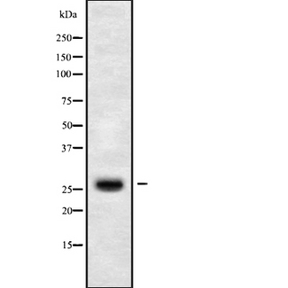 CLDN14 / Claudin 14 Antibody - Western blot analysis of CLDN14 using HuvEc whole cells lysates