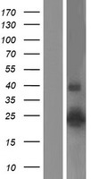 CLDN14 / Claudin 14 Protein - Western validation with an anti-DDK antibody * L: Control HEK293 lysate R: Over-expression lysate