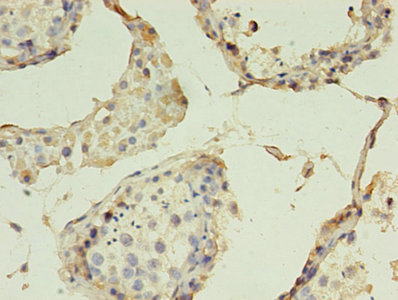 CLDN15 / Claudin 15 Antibody - Immunohistochemistry of paraffin-embedded human testis tissue using CLDN15 Antibody at dilution of 1:100