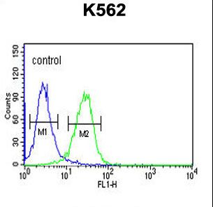 CLDN15 / Claudin 15 Antibody - CLDN15 Antibody flow cytometry of K562 cells (right histogram) compared to a negative control cell (left histogram). FITC-conjugated goat-anti-rabbit secondary antibodies were used for the analysis.
