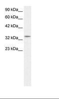 CLDN16 / Claudin 16 Antibody - Fetal Lung Lysate.  This image was taken for the unconjugated form of this product. Other forms have not been tested.