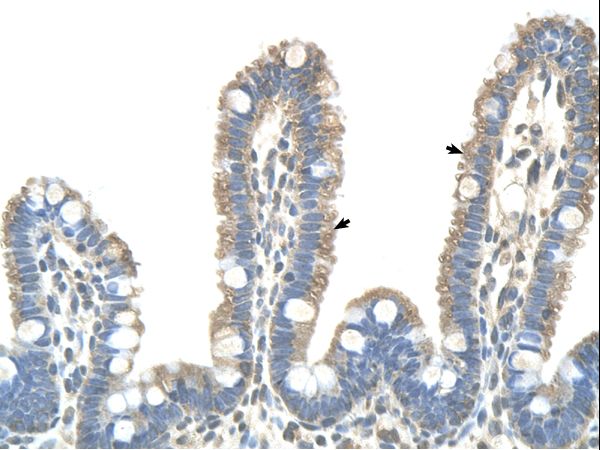 CLDN18 / Claudin 18 Antibody - Human Intestine.  This image was taken for the unconjugated form of this product. Other forms have not been tested.