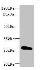 CLDN18 / Claudin 18 Antibody - Western blot All Lanes: CLDN18 antibody IgG at 3.07ug/ml+ Rat heart tissue Secondary Goat polyclonal to rabbit IgG at 1/10000 dilution Predicted band size: 28 kDa Observed band size: 28 kDa