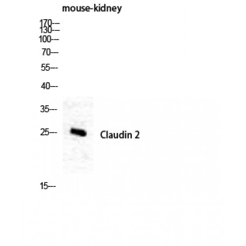 CLDN2 / Claudin 2 Antibody - Western blot of Claudin-2 antibody