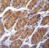 CLDN2 / Claudin 2 Antibody - CLDN2 Antibody (C-term Y195) immunohistochemistry of formalin-fixed and paraffin-embedded human stomach tissue followed by peroxidase-conjugated secondary antibody and DAB staining.