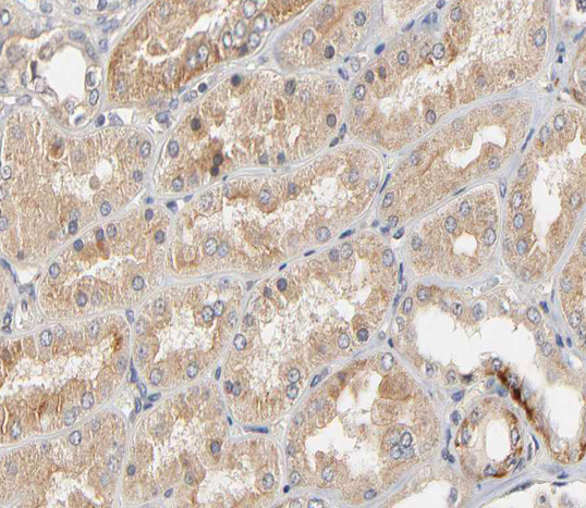 CLDN2 / Claudin 2 Antibody - 1:200 staining human kidney tissue by IHC-P. The tissue was formaldehyde fixed and a heat mediated antigen retrieval step in citrate buffer was performed. The tissue was then blocked and incubated with the antibody for 1.5 hours at 22°C. An HRP conjugated goat anti-rabbit antibody was used as the secondary.