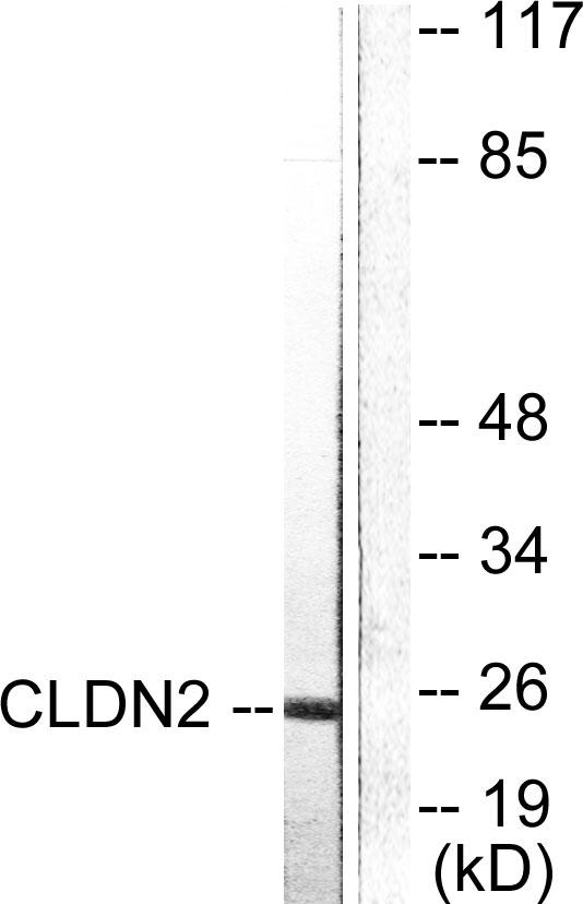 CLDN2 / Claudin 2 Antibody - Western blot analysis of extracts from NIH/3T3 cells, using Claudin 2 antibody.