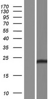 CLDN2 / Claudin 2 Protein - Western validation with an anti-DDK antibody * L: Control HEK293 lysate R: Over-expression lysate