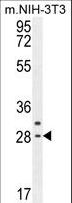 CLDN22 / Claudin 22 Antibody - CLDN22 Antibody western blot of mouse NIH-3T3 cell line lysates (35 ug/lane). The CLDN22 antibody detected the CLDN22 protein (arrow).