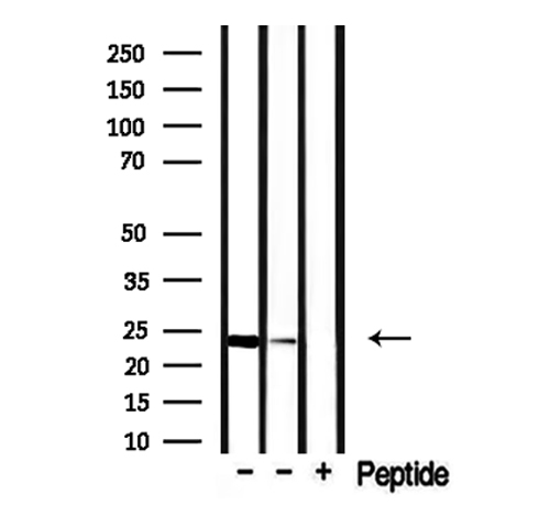 CLDN22 / Claudin 22 Antibody - Western blot analysis of extracts of HepG2 and rat muscle using CLDN22/24 antibody.